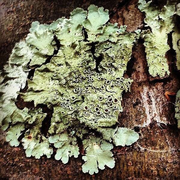 Brown Art Print featuring the photograph Do You Lichen? #tree #bark #macro by Robyn Padden