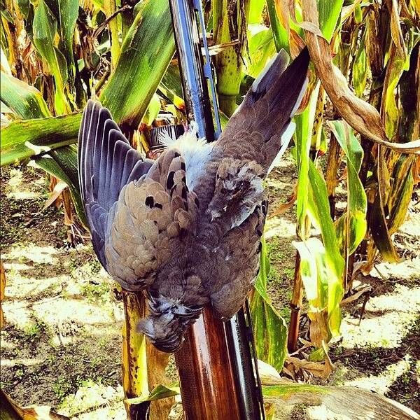 Hunting Dove Upland Remington 1100 Pennsylvania Bird Wingshooting Art Print featuring the photograph Dove Hunting by Dave M