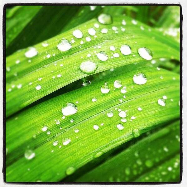 Rainyday Art Print featuring the photograph Droplets...#rainyday by Shawn Augustine