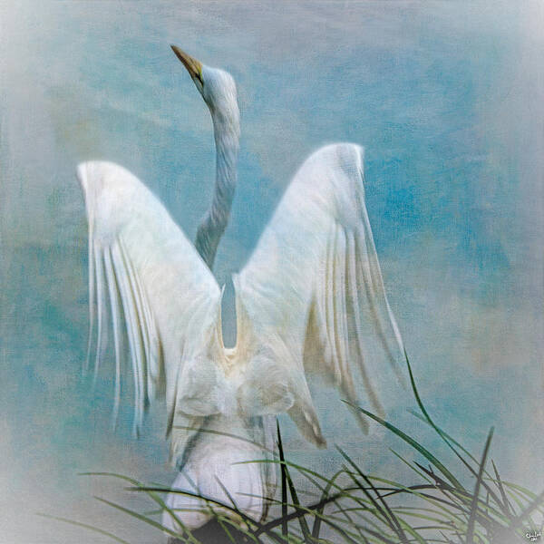 Egret Art Print featuring the photograph Egret Preparing to Launch by Chris Lord
