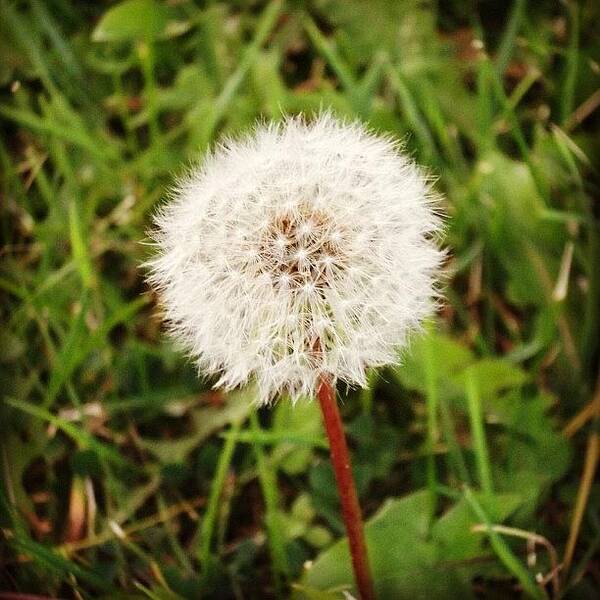  Art Print featuring the photograph Even Dandelions Can Be Beautiful :) by Tyler Dillman