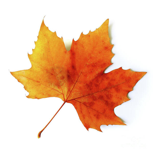 Autumn Art Print featuring the photograph Fall Leaf by Carlos Caetano