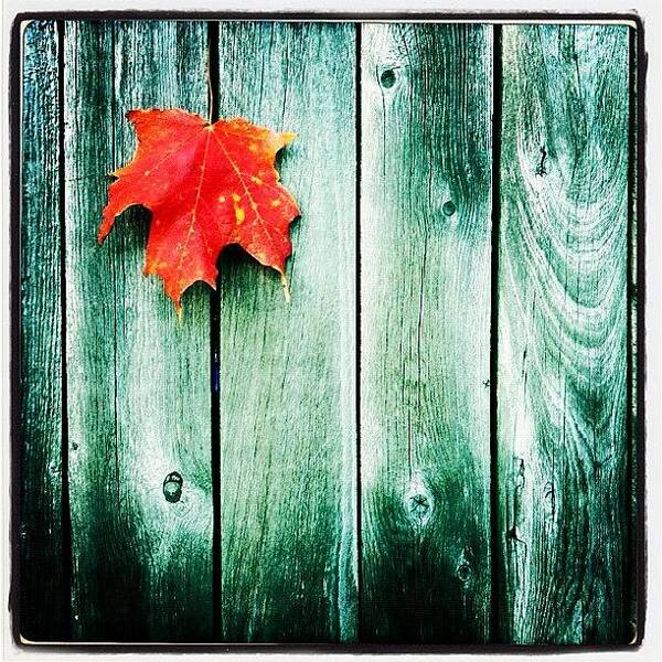Life Art Print featuring the photograph Fall Leaf by Jess Stanisic