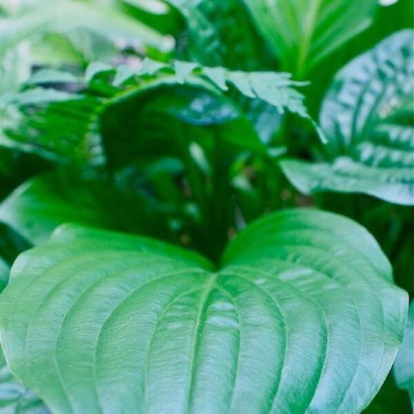 Hosta Art Print featuring the photograph Hosta and Fern by Justin Connor