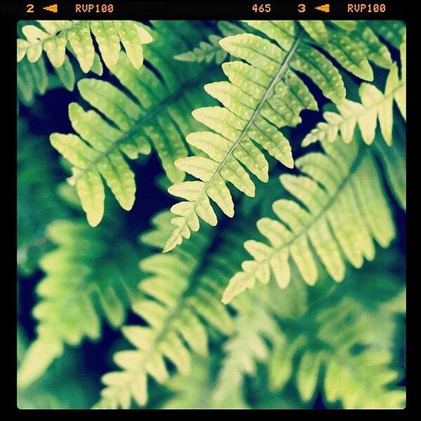Fern Art Print featuring the photograph Ferns by Amity Beane