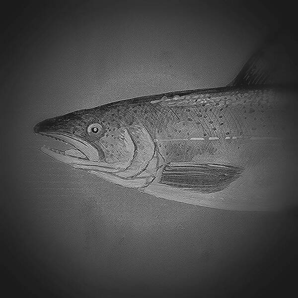 Salmon Portrait Art Print featuring the photograph Fish 12 by Andrew Drozdowicz