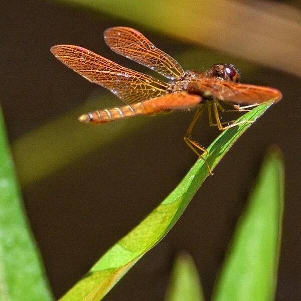 Dragonfly Art Print featuring the photograph ~flame Skimmer Dragonfly~ by Penni D'Aulerio
