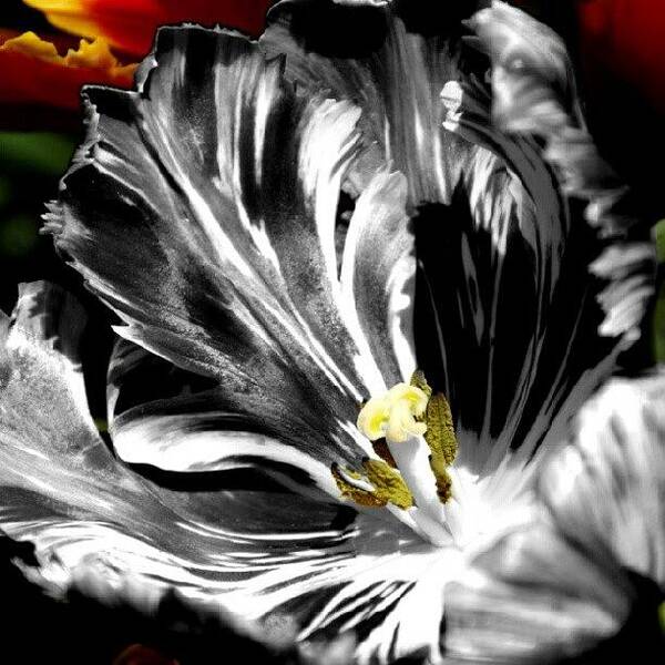 Beautiful Art Print featuring the photograph Flaming Flower 2 by James Granberry