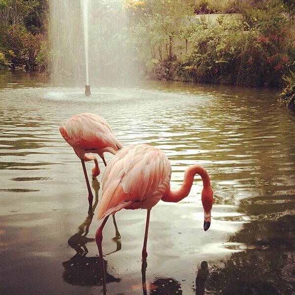 Taken At Paradisus Palma Real Hotel In Punta Cana Art Print featuring the photograph Flamingos by Oswaldo Luciano