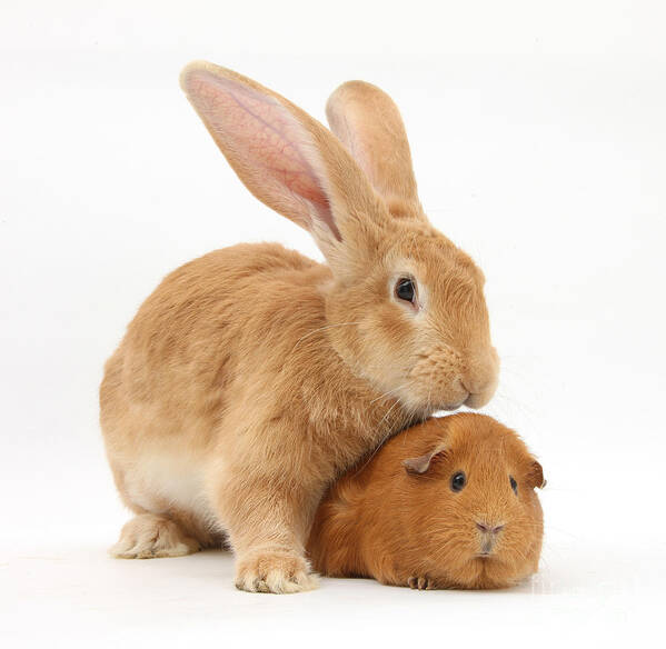 Nature Art Print featuring the photograph Flemish Giant Rabbit With Red Guinea Pig by Mark Taylor