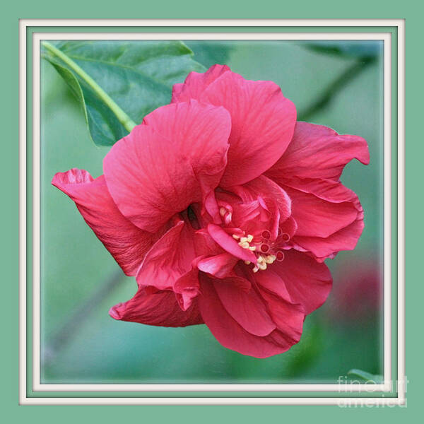 Hibiscus Art Print featuring the photograph Florida Floral - Double Hibiscus by Carol Groenen
