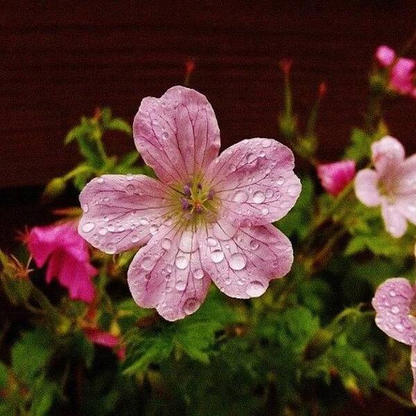 Instagram Art Print featuring the photograph Flower After The Rain. #flower #pink by Mike Williams