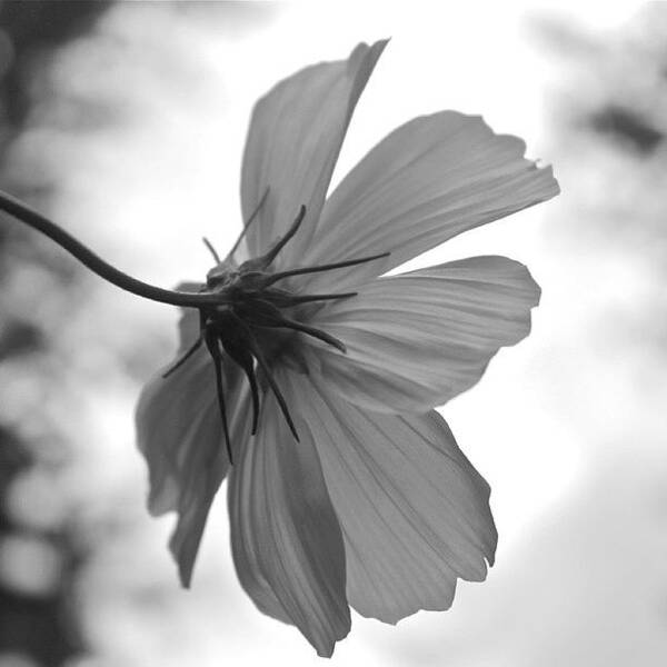 Black And White Art Print featuring the photograph Flower From Below by Justin Connor