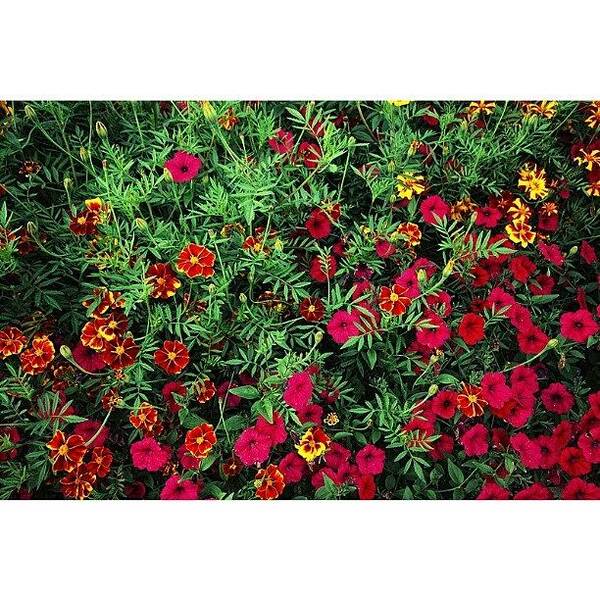Beautiful Art Print featuring the photograph Flowerpattern #iphonesia #instagood by Robin Hedberg