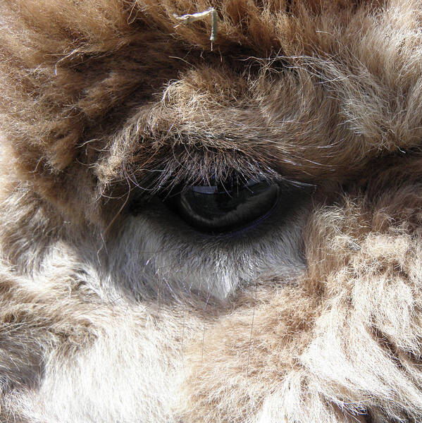 Alpaca Art Print featuring the photograph Fluffy Eyes by Kim Galluzzo Wozniak