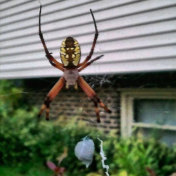 Web Art Print featuring the photograph Found This Beauty At A Home We're by Crystal LaTessa