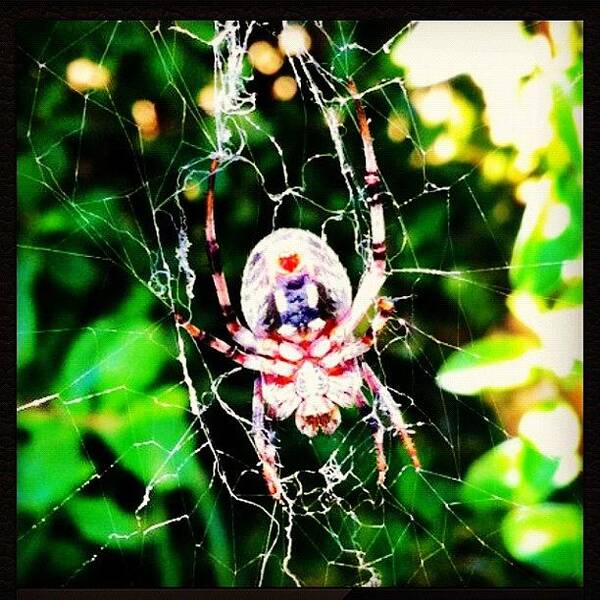 Love Art Print featuring the photograph Found This #spider In The Creek Earlier by Super Mario