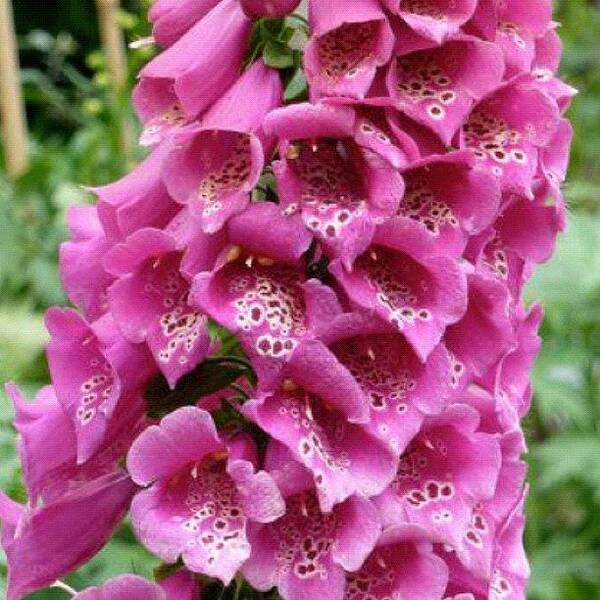 Foxglove Art Print featuring the photograph Foxglove by Manchester Flick Chick