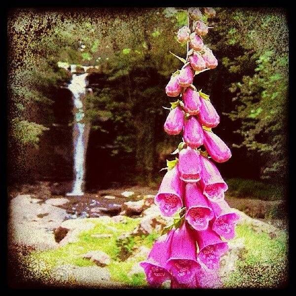 Scenery Art Print featuring the photograph Foxglove by Mark B