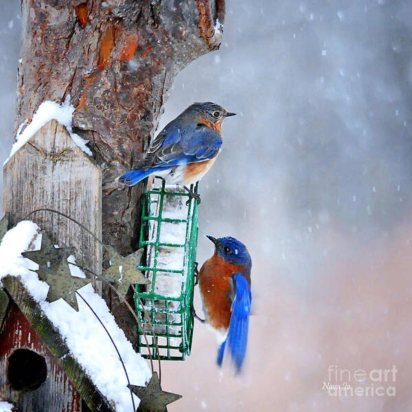Nature Art Print featuring the photograph Frozen Blue Plate Special by Nava Thompson
