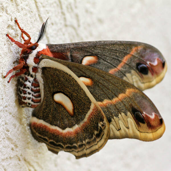  Art Print featuring the photograph Giant Silkworm Moth 063 by Mark J Seefeldt