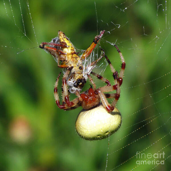 Spider Art Print featuring the photograph Gotcha by Deborah Johnson