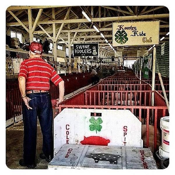 Livestock Art Print featuring the photograph Gramps In The Swine Barn by Natasha Marco