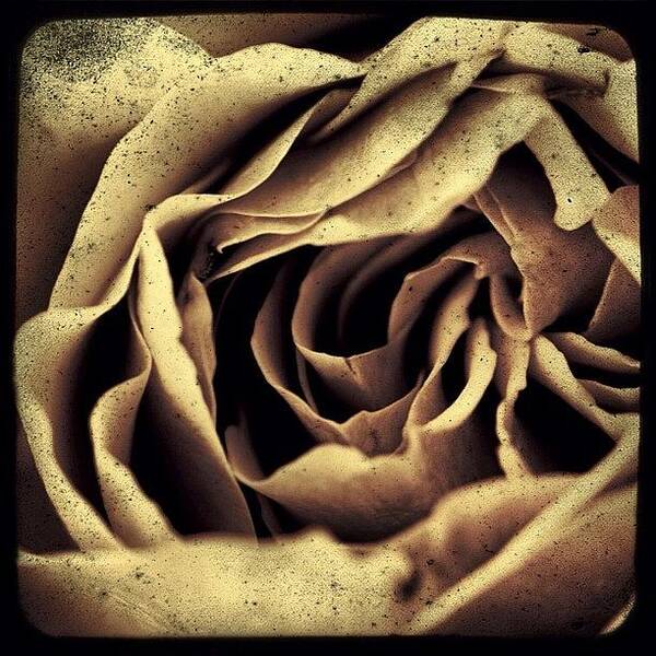 Igerspdx Art Print featuring the photograph Gritty, Almost Mono Rose. #instapdx by Christopher Hughes