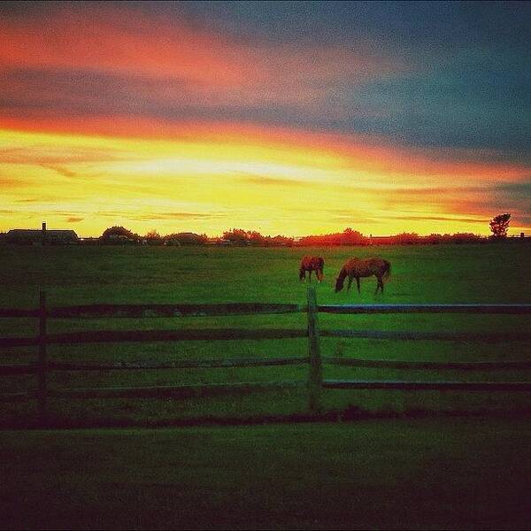 Horses Art Print featuring the photograph #hamptons #horses #sunset #summer by Evan Kelman