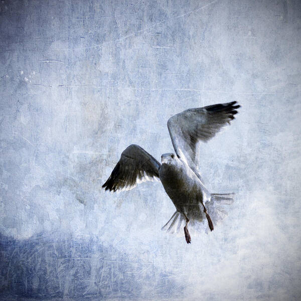 Gull Art Print featuring the photograph Hovering Seagull by Carol Leigh