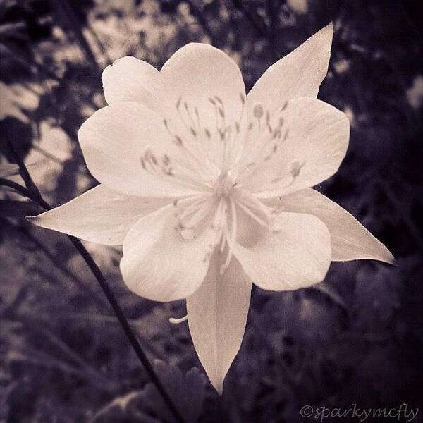 Scenery Art Print featuring the photograph #instadaily #flowers #black #white by B D