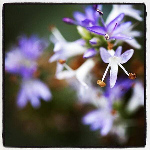 Igersoftheday Art Print featuring the photograph It Will Be Flowers All Summer by Kevin Smith