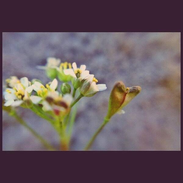  Art Print featuring the photograph It's A Wee Little Weed, But You've by Tina Kershaw