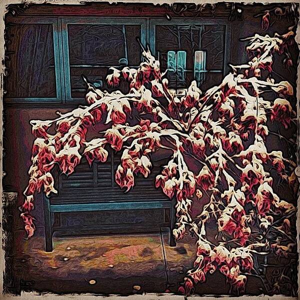  Art Print featuring the photograph Japanese Maple In Snow by Paul Cutright