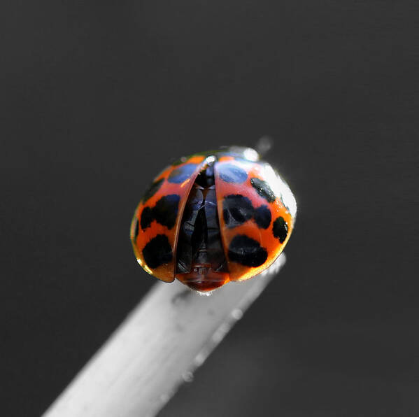 Ladybug Art Print featuring the photograph Ladybug Spread Your Wings by Tracie Schiebel