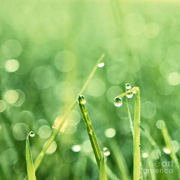 Grass Art Print featuring the photograph Le Reveil - s02b3 by Variance Collections