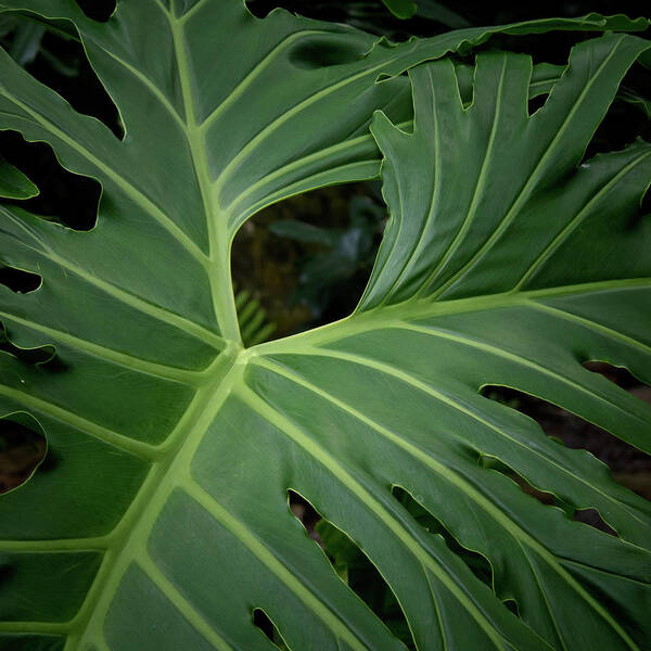 Boca Raton Plant Leaf Opening Green Florida Art Print featuring the photograph Leaf with empty space by David Coblitz