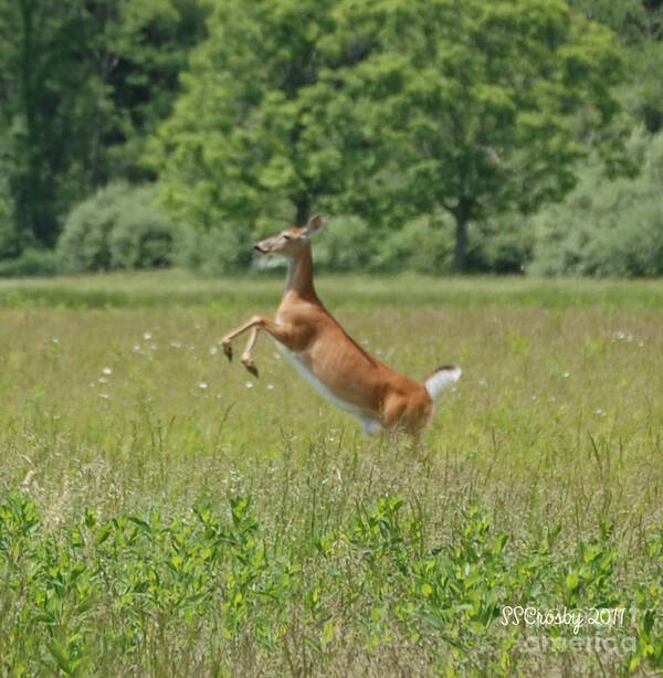 Leaping White-tail Deer Art Print featuring the photograph Leaping White-Tail Deer by Susan Stevens Crosby