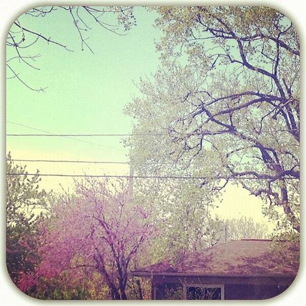 Neighborhood Art Print featuring the photograph Life. // #trees #spring #myviewrightnow by Jeannie Starks