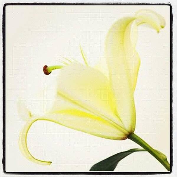 Flower Art Print featuring the photograph #lily #flower #nature #teg by Rachel Boyer 