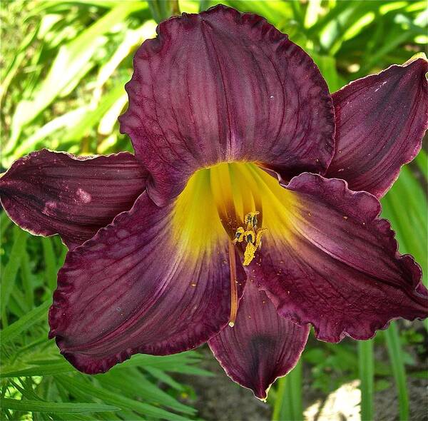 Lily Art Print featuring the photograph Lilyicious by Randy Rosenberger