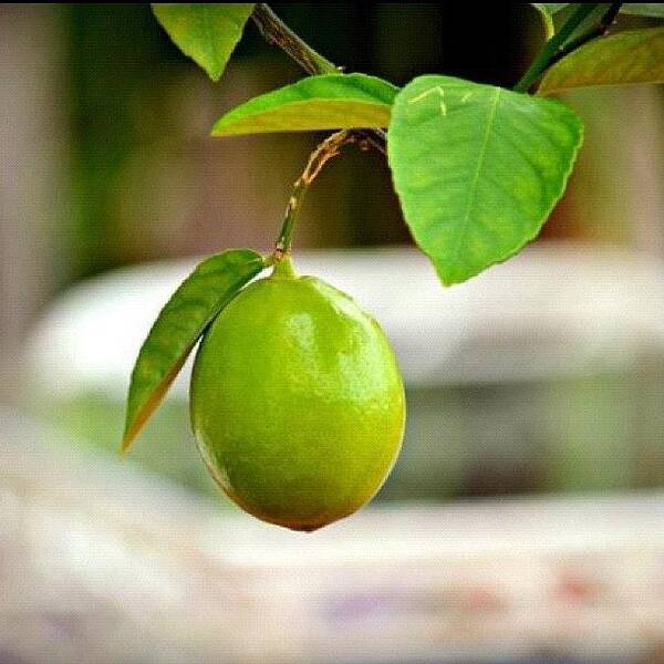 Summer Art Print featuring the photograph #lime #green #fruit #tree #bush #summer by Sabrina Raber