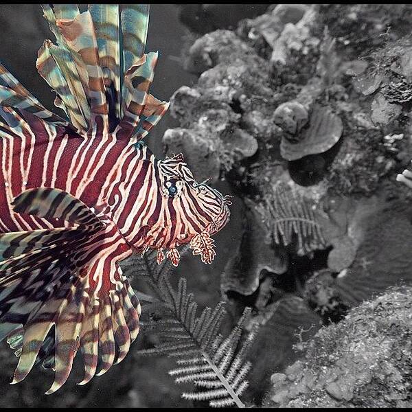  Art Print featuring the photograph Lionfish by Aquagirl Robin