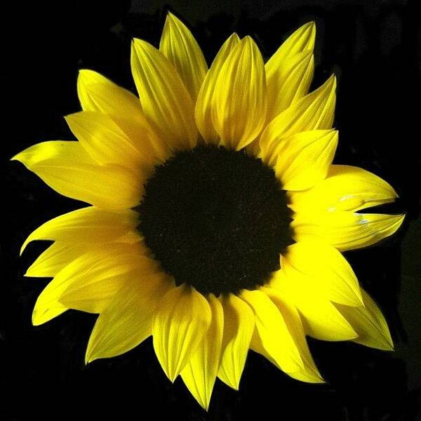  Art Print featuring the photograph Live Life Like A Sunflower, And Find by Christine Cherry