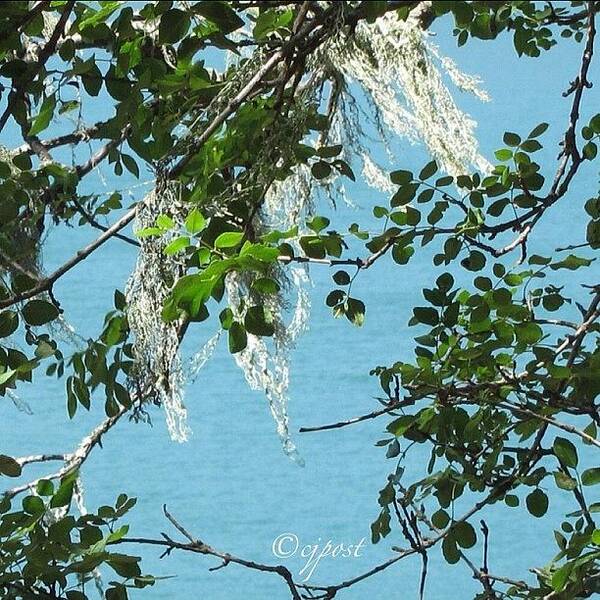 Blue Art Print featuring the photograph Looking Through The Trees At Lake by Cynthia Post