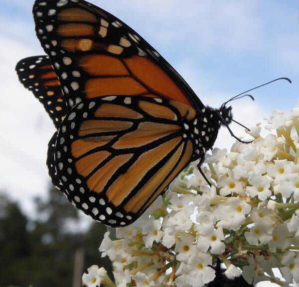 Monarch Art Print featuring the photograph Loving The Nectar by Kim Galluzzo