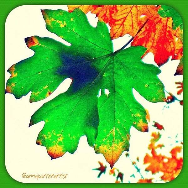 Treestyles_gf Art Print featuring the photograph Maple Leaf From Below #trees #maple by Anna Porter