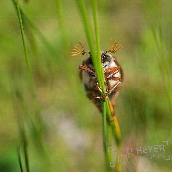 May Art Print featuring the photograph #may Beetle #animal #insect by Silke Heyer