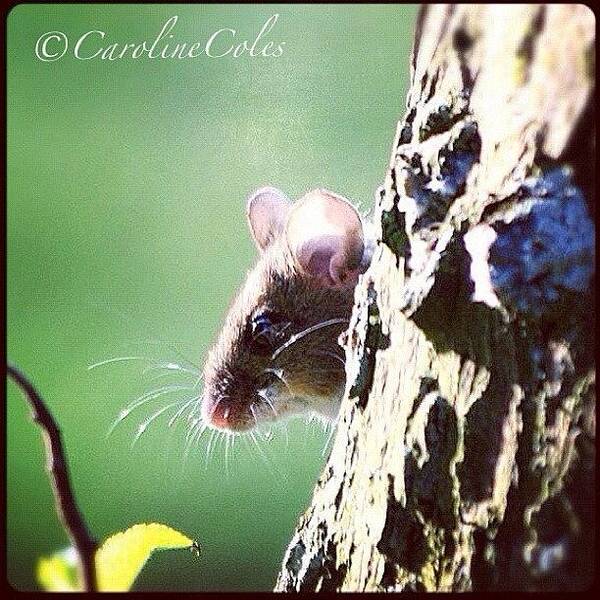 Wildlifephotography Art Print featuring the photograph Missy Mouse In The Apple Tree - This by Caroline Coles
