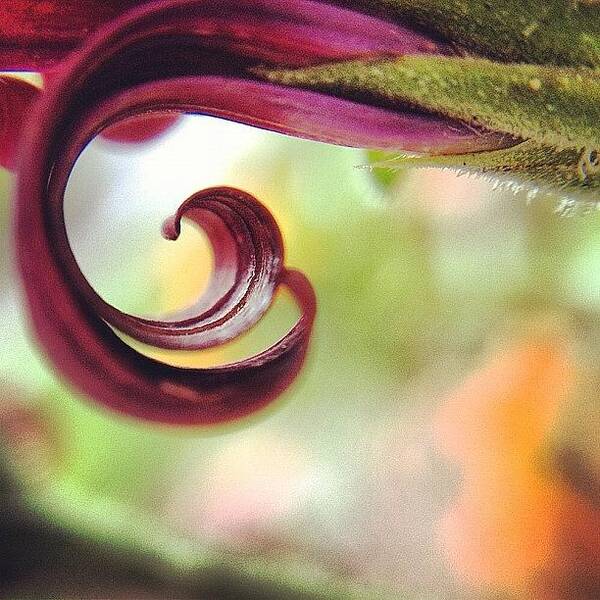 Petalcurl Art Print featuring the photograph More Curls For The #macro_power_hour by Rebekah Moody